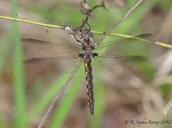 Epitheca costalis, female